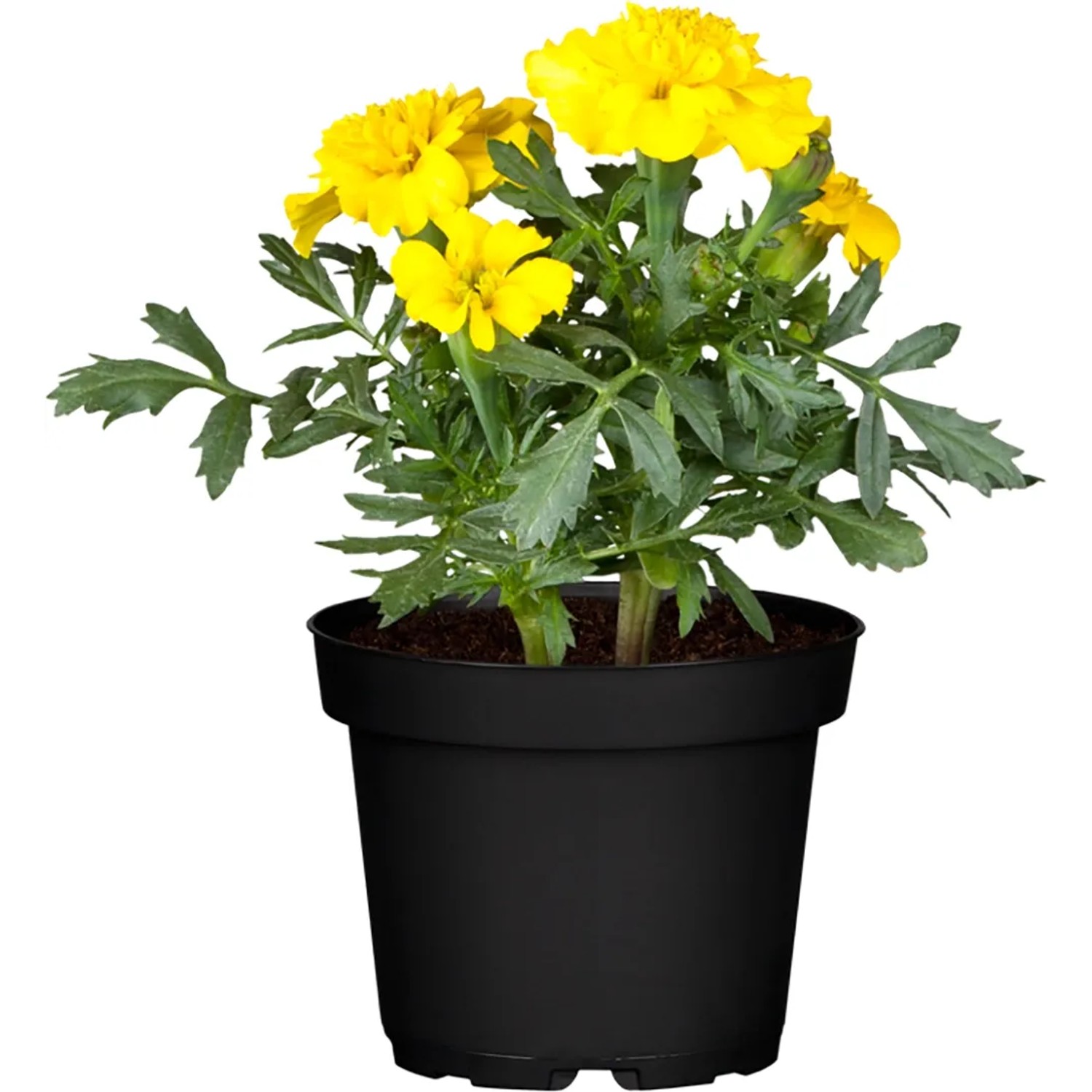 Studentenblume Gelb-Orange Topf 12 cm kaufen bei OBI