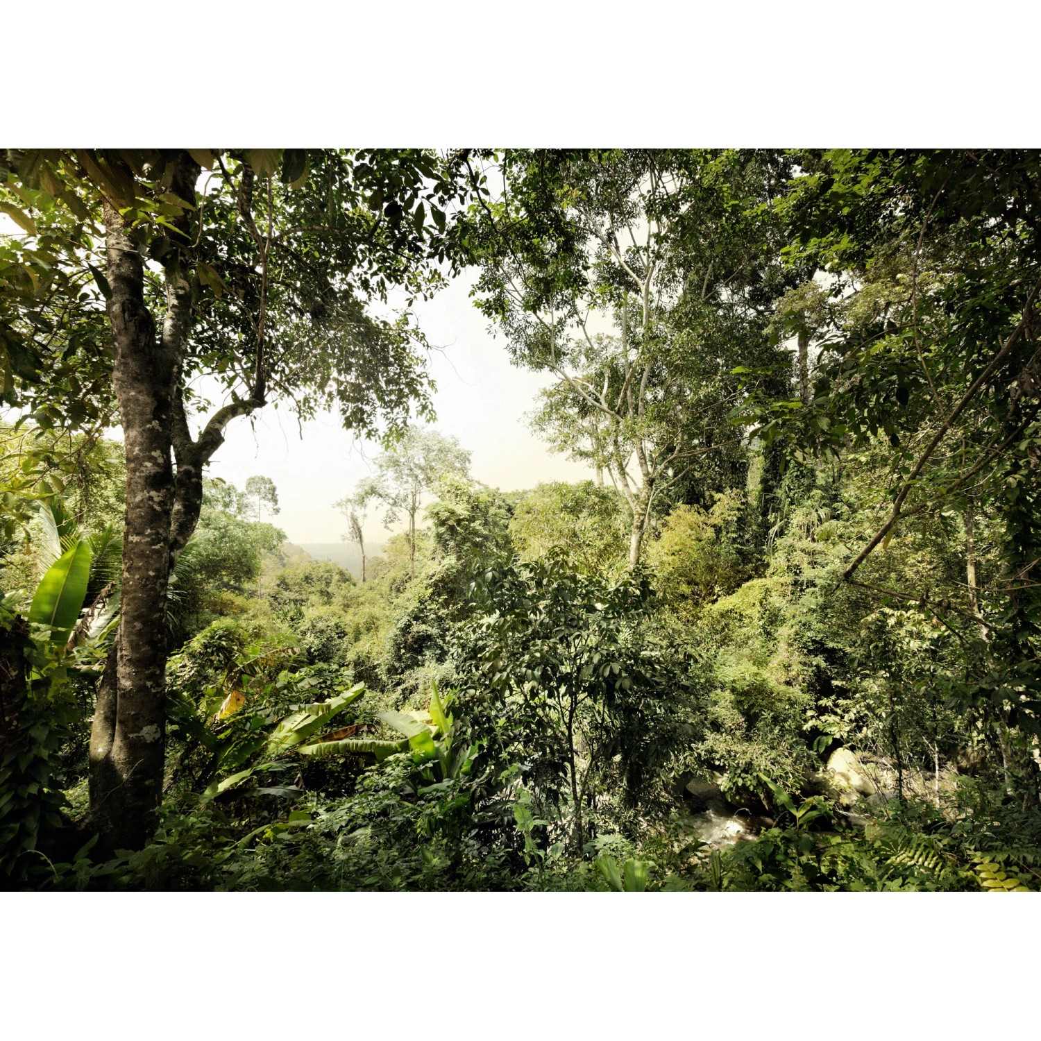 Komar Fototapete Vlies Dschungel  350 x 250 cm