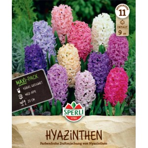 Sperli Hyazinthen-Mischung mit Blüten in Weiß, Gelb, Blau, Rosa und Rot.