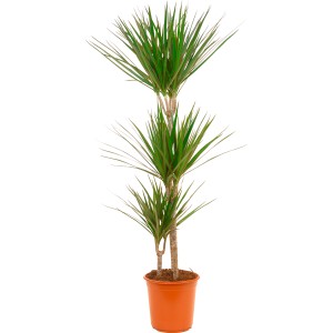 Drachenbaum (3-Stamm) im Topf, grüne Zimmerpflanze von GROW by OBI.
