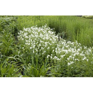 Weiß blühender Brauner Storchschnabel (Geranium phaeum Album) im 9x9 cm Topf.