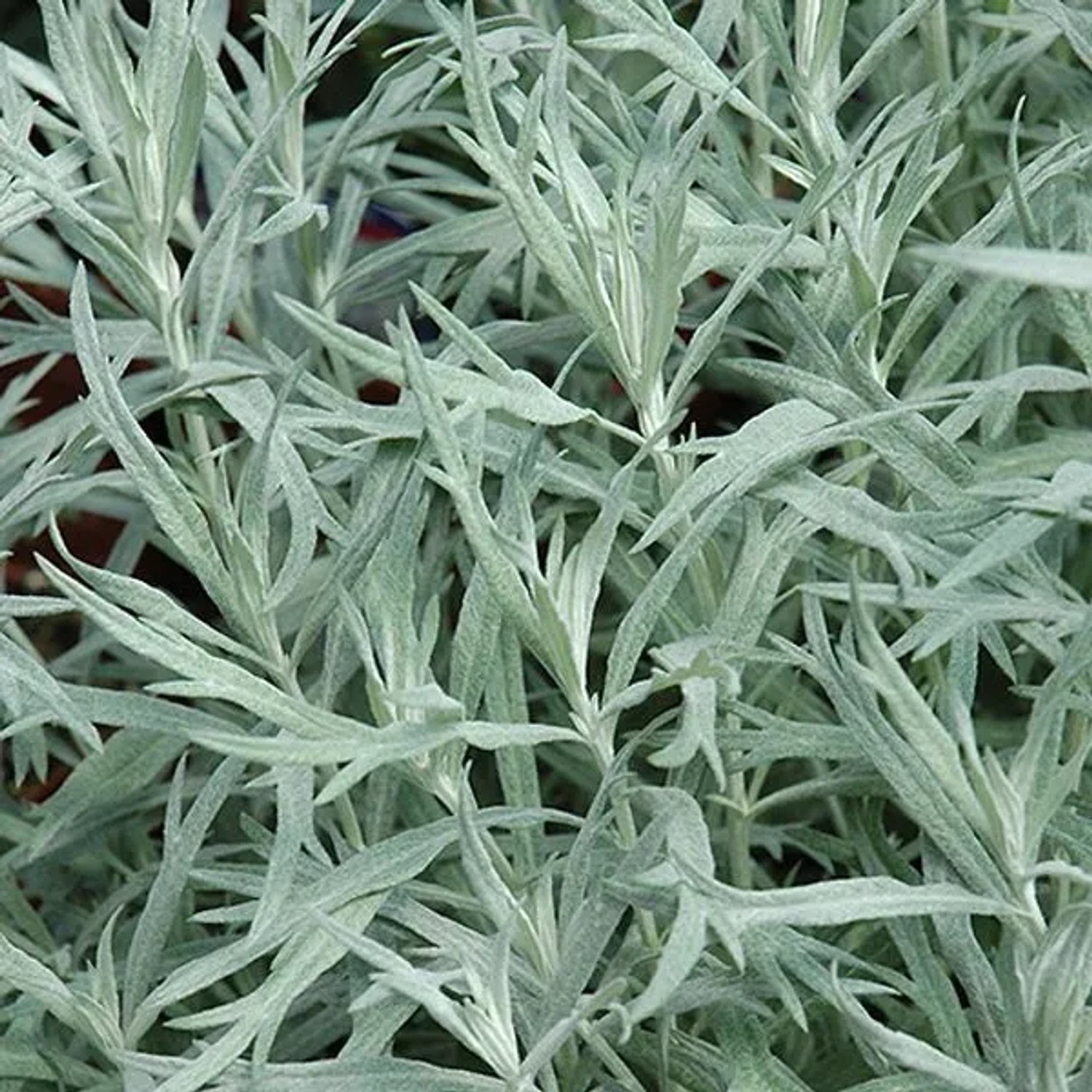 6 x Silber-Beifuß 'Silver Queen' Artemisia,udoviciana Topf 9cm Silbernes Laub