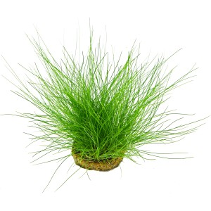 Dennerle Plants Eleocharis Acicularis, grüne Aquariumpflanze für den Vordergrund des Aquariums.