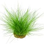 Dennerle Plants Eleocharis Acicularis, grüne Aquariumpflanze für den Vordergrund des Aquariums.