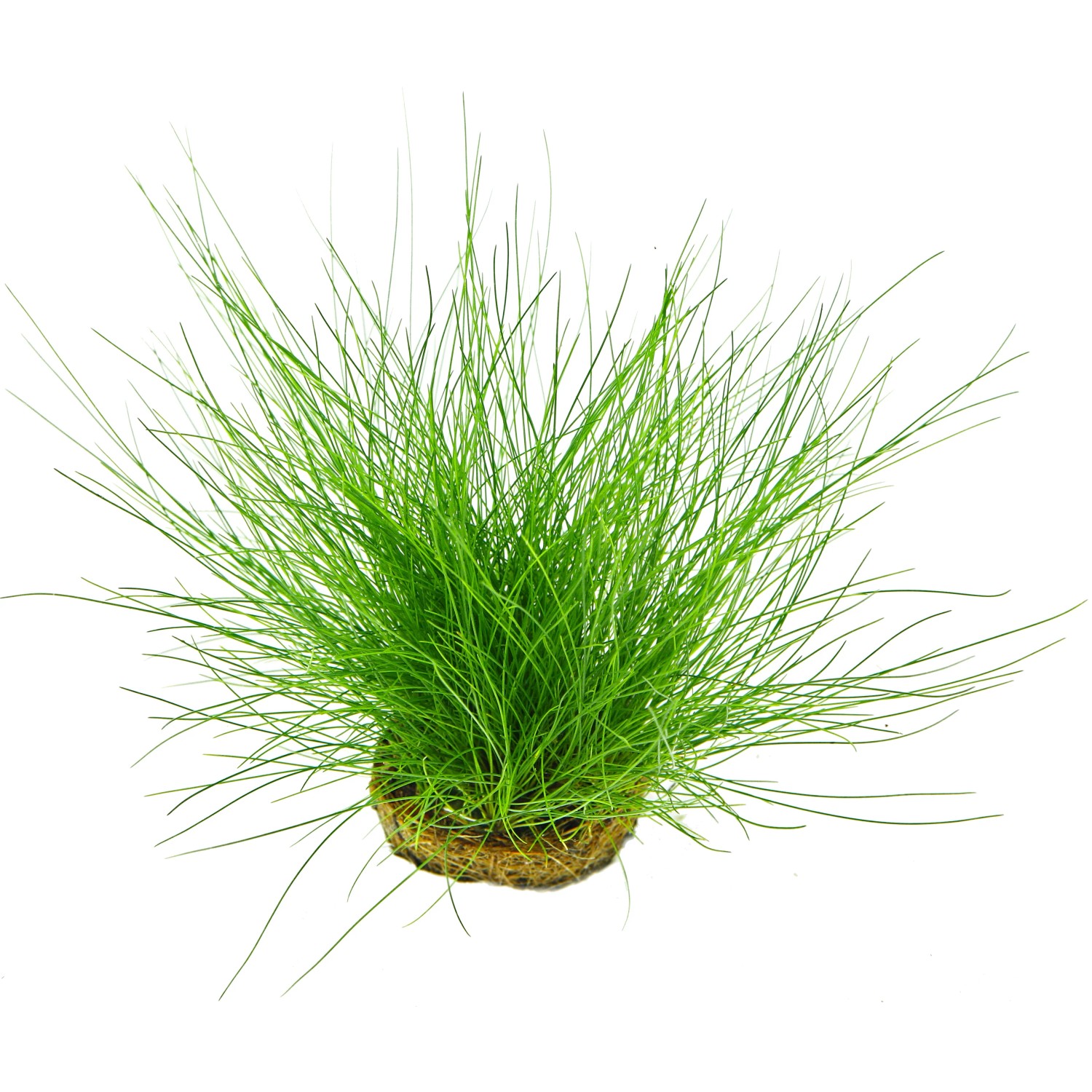 Dennerle Plants Aquariumpflanze Eleocharis Acicularis