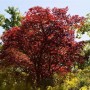Leuchtend roter Acer Palmatum Beni Maiko Japanischer Ahorn im Garten.