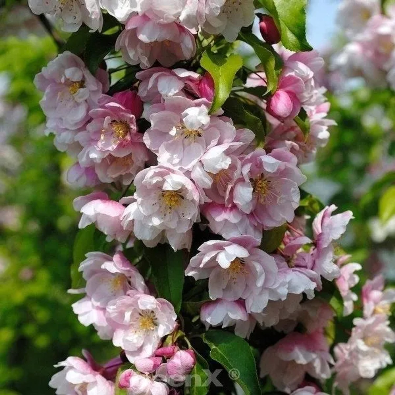 Zierapfel Van Eseltine 80-100cm - Malus Hybride