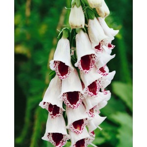 Digitalis 'Pams Choice' im Topf: Blühende Zimmerpflanze mit weißen, rot gepunkteten Blüten.