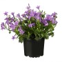 Hängepolster-Glockenblume Violett im Topf, ca. 9x9 cm, Campanula poscharskyana mit violetten Blüten.