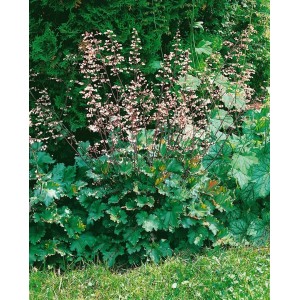 Purpurglöckchen 'Ebony and Ivory' im Topf, grüne Blätter, weiße Blütenstände. Staude für Beet und Kübel.