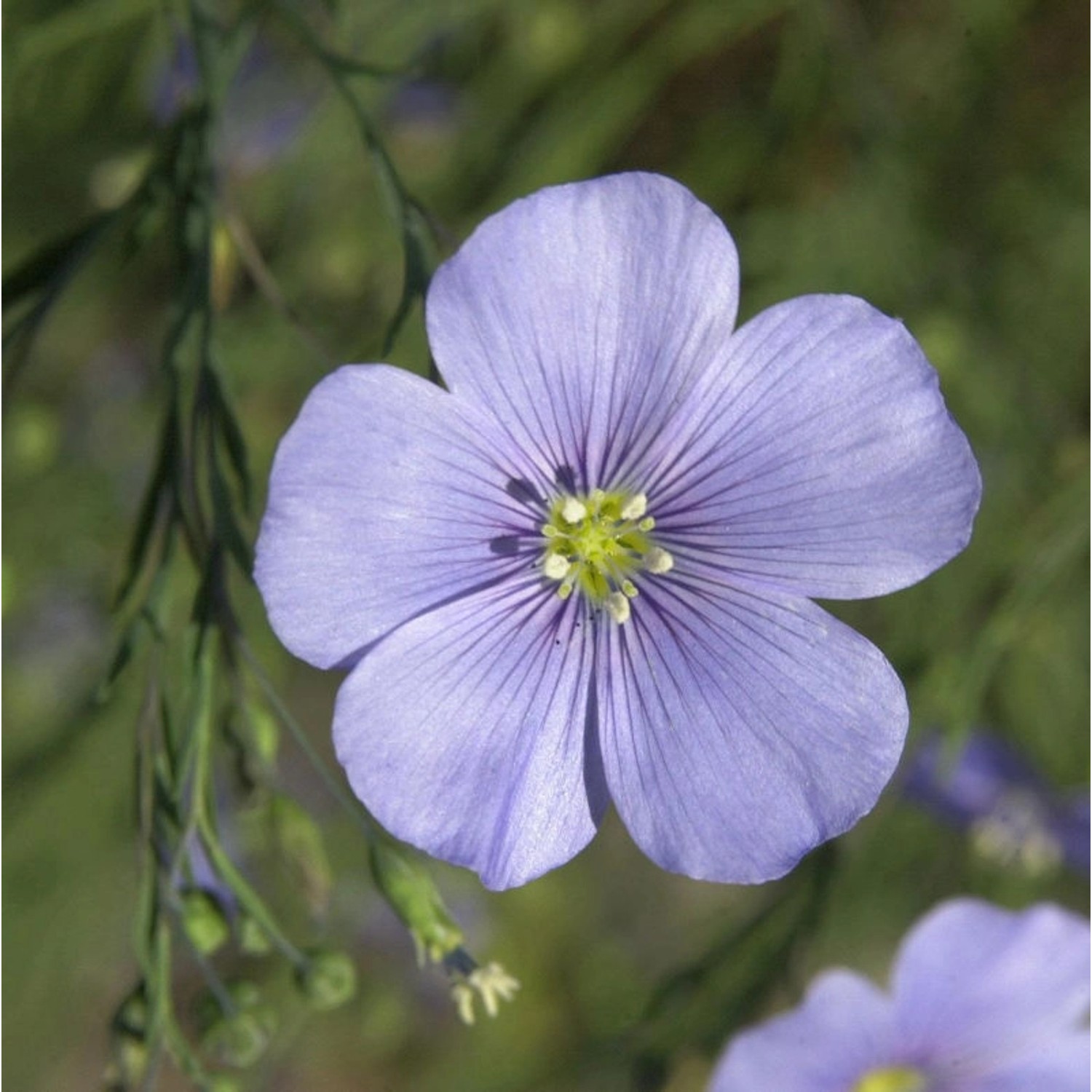 Lein Saphir - Linum perenne günstig online kaufen