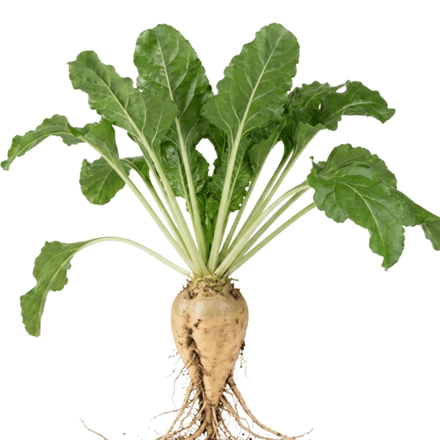 LaCaTho Futterrübe Samen Beta Vulgaris 1000 Samen für ca. 20 m²