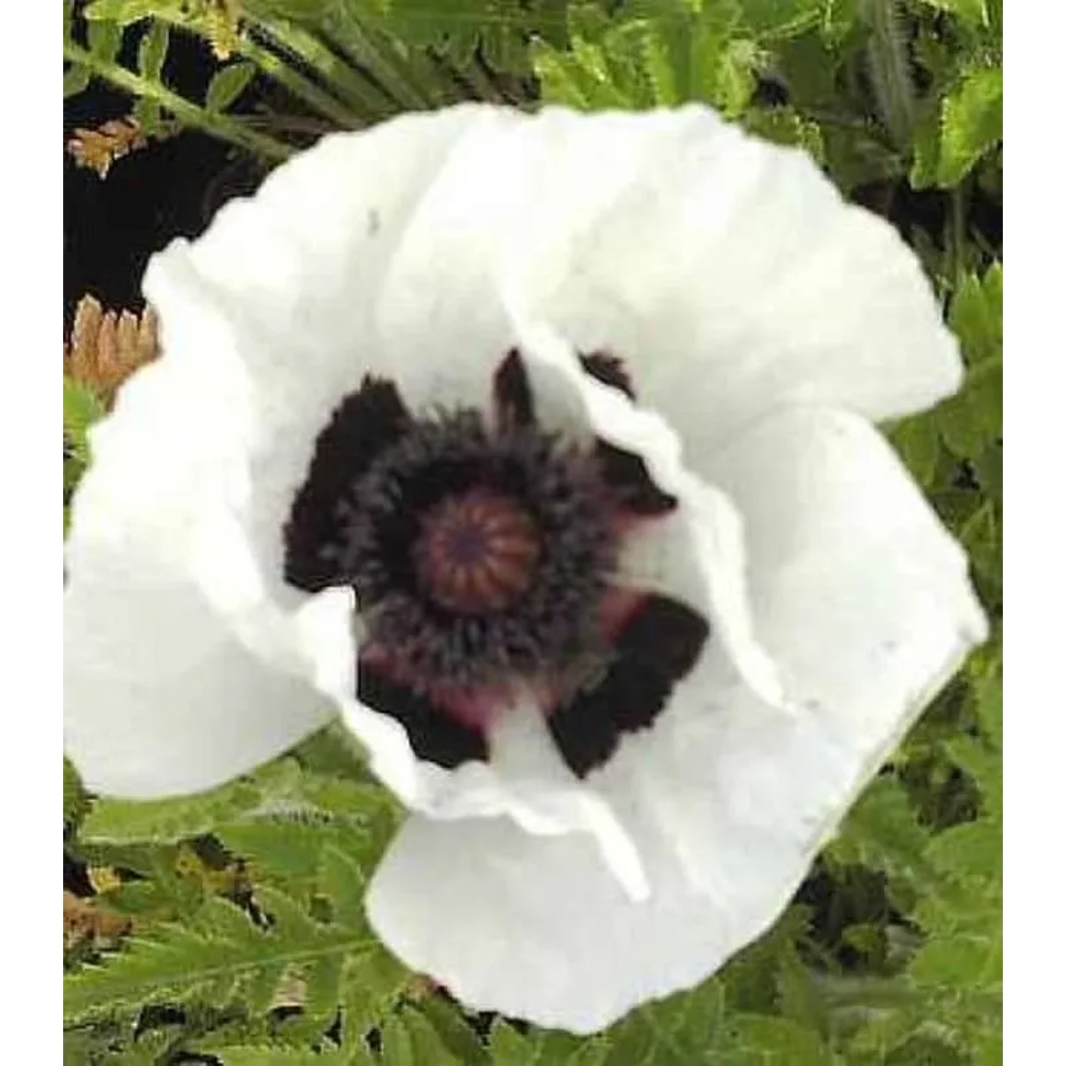 Türkischer Mohn Royal Wedding - Papaver orientale