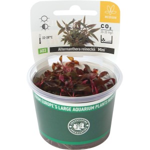 Dennerle Aquariumpflanze Alternanthera Reineckii Mini In-Vitro im Topf. Rote Wasserpflanze für Nano Aquarium.