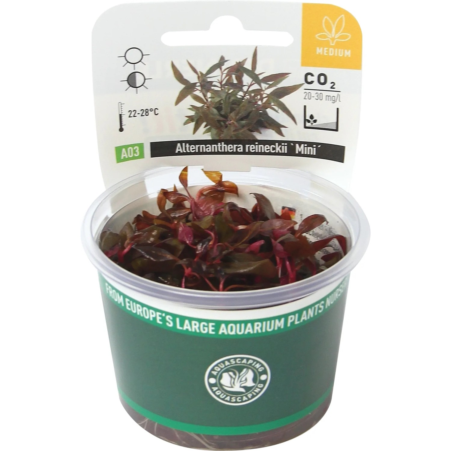 Dennerle Aquariumpflanze Alternanthera Reineckii Mini In-Vitro im Topf. Rote Wasserpflanze für Nano Aquarium.