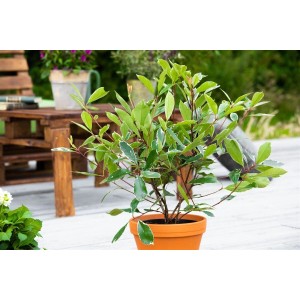 Glanzmispel Photinia Fraseri Louise (60–80 cm) im Topf, grüne Blätter mit hellem Rand.