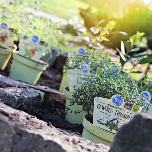 Echter Thymian im Topf (12cm) als Küchenkräuter, violette Blüten, aromatischer Geschmack.