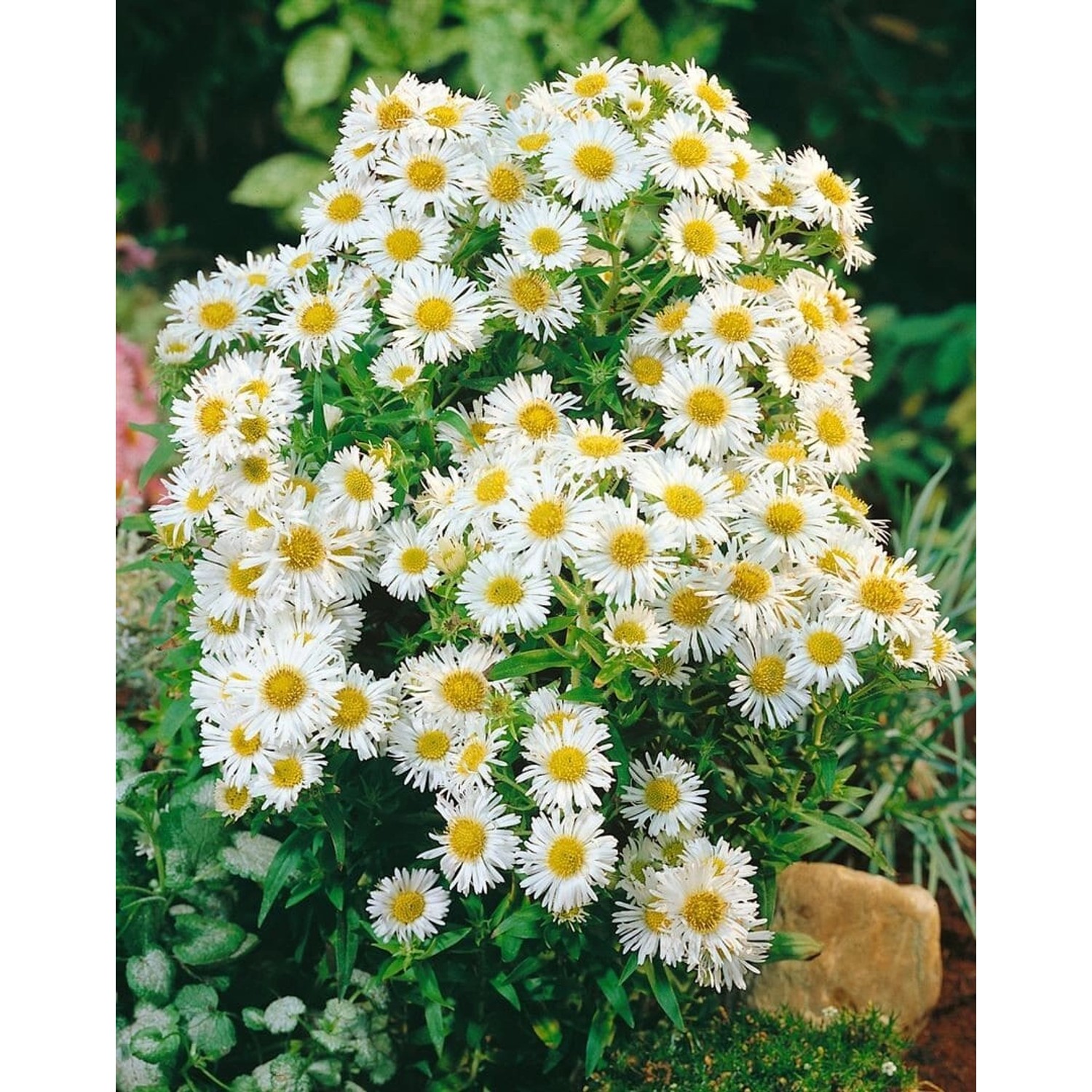 Aster Novi-belgii White Ladies Glattblattaster Ca. 11x11 cm Topf günstig online kaufen
