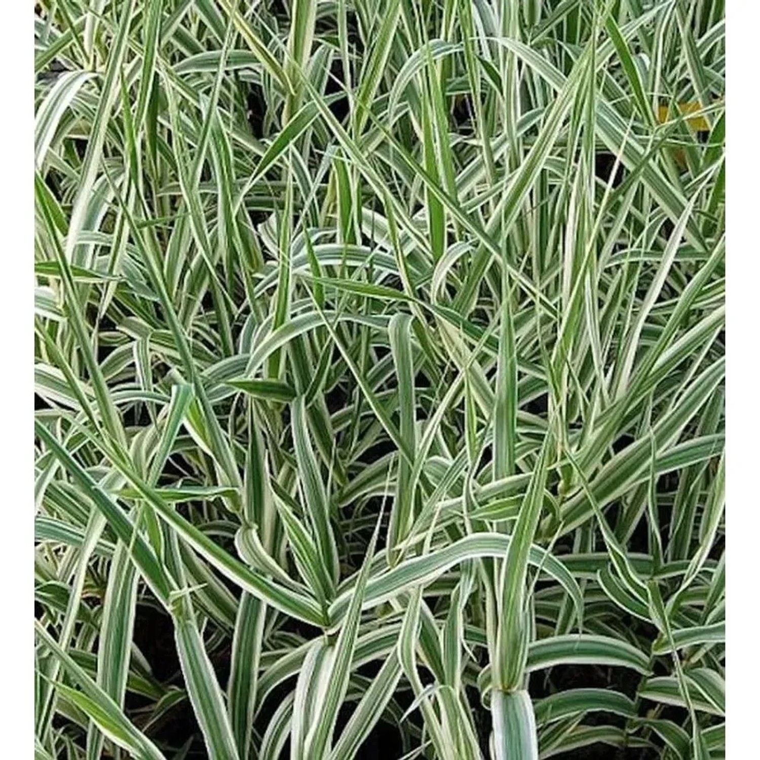 Pfahlrohr Variegata - Arundo donax