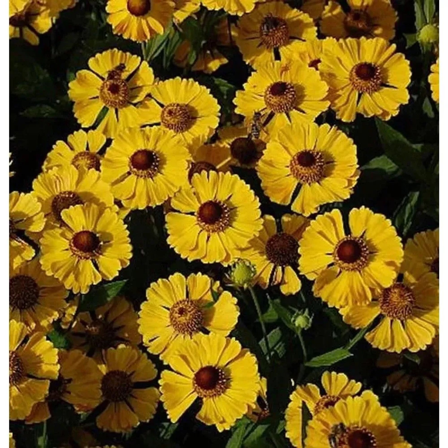 Sonnenbraut Goldrausch - Helenium cultorum