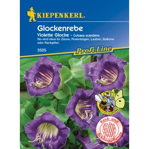 Kiepenkerl Glockenrebe Violette Glocke, violette Blüten auf der Samenpackung.