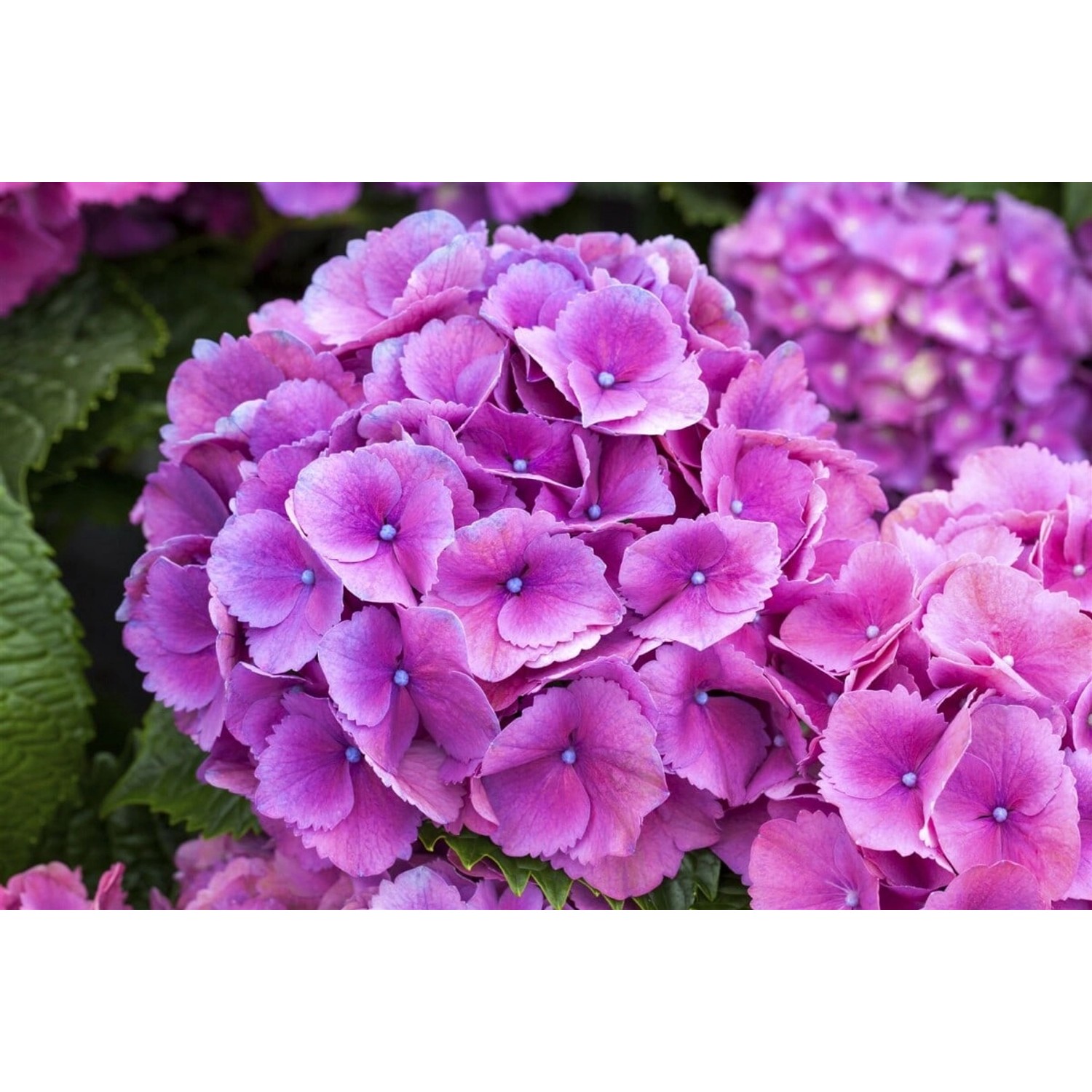 Hydrangea Macrophylla Bauernhortensie Schöne Bautznerin Lila 30-40 cm günstig online kaufen