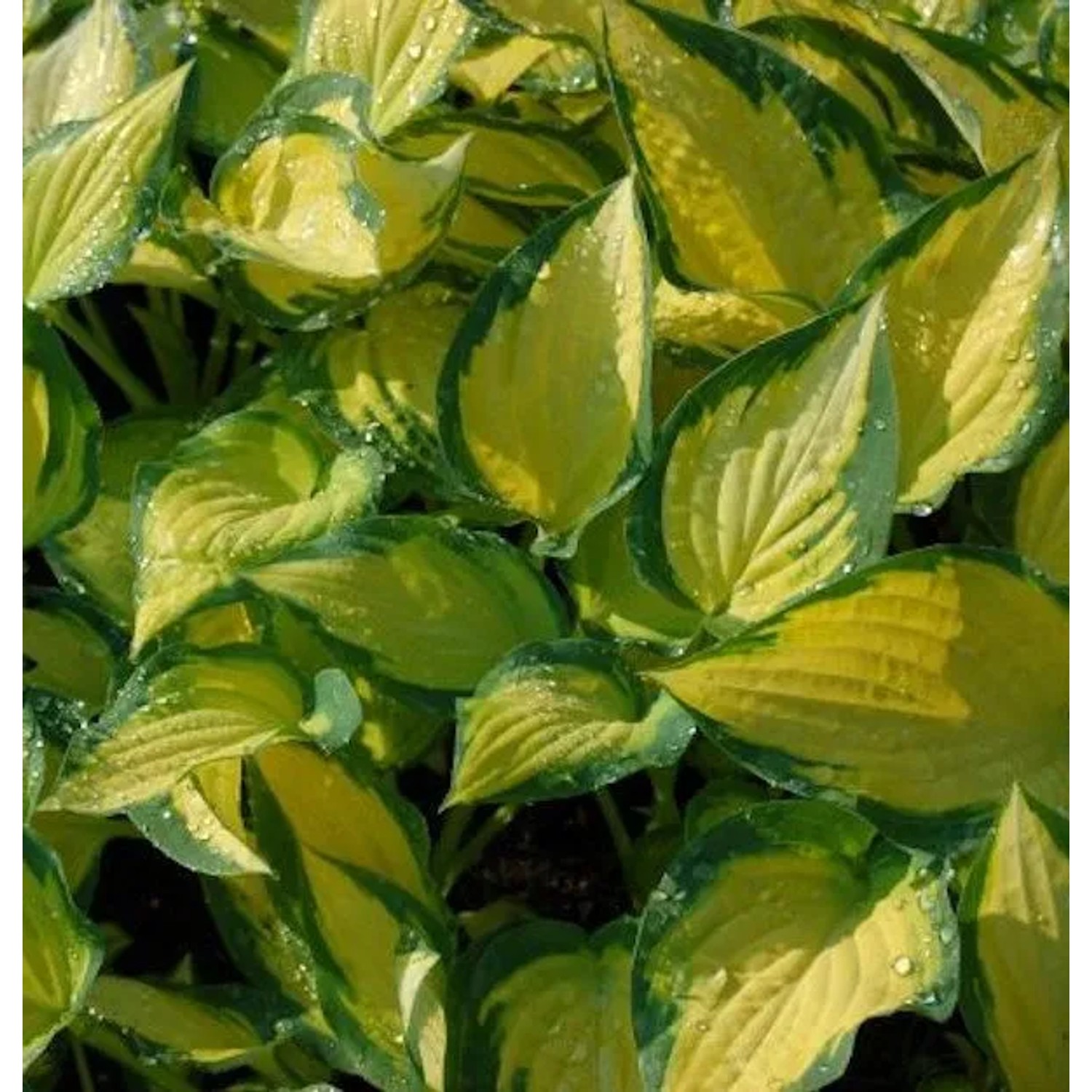 Funkie Orange Marmalade - Hosta cultorum