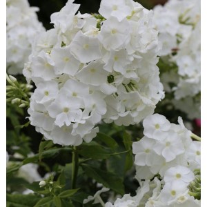 Nahaufnahme der weißen Blüte der Hohen Flammenblume Danielle (Phlox paniculata).