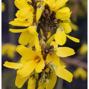 Nahaufnahme der leuchtend gelben Blüten der Hochstamm Forsythie Week End.
