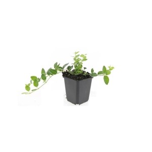 Bodendecker Immergrün 'Ralph Shugert' im 9cm Topf, 6er Set.