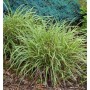 Oshima Segge 'Everillo' (Carex oshimensis) mit gelb-grünen Blättern als dekorative Staude.