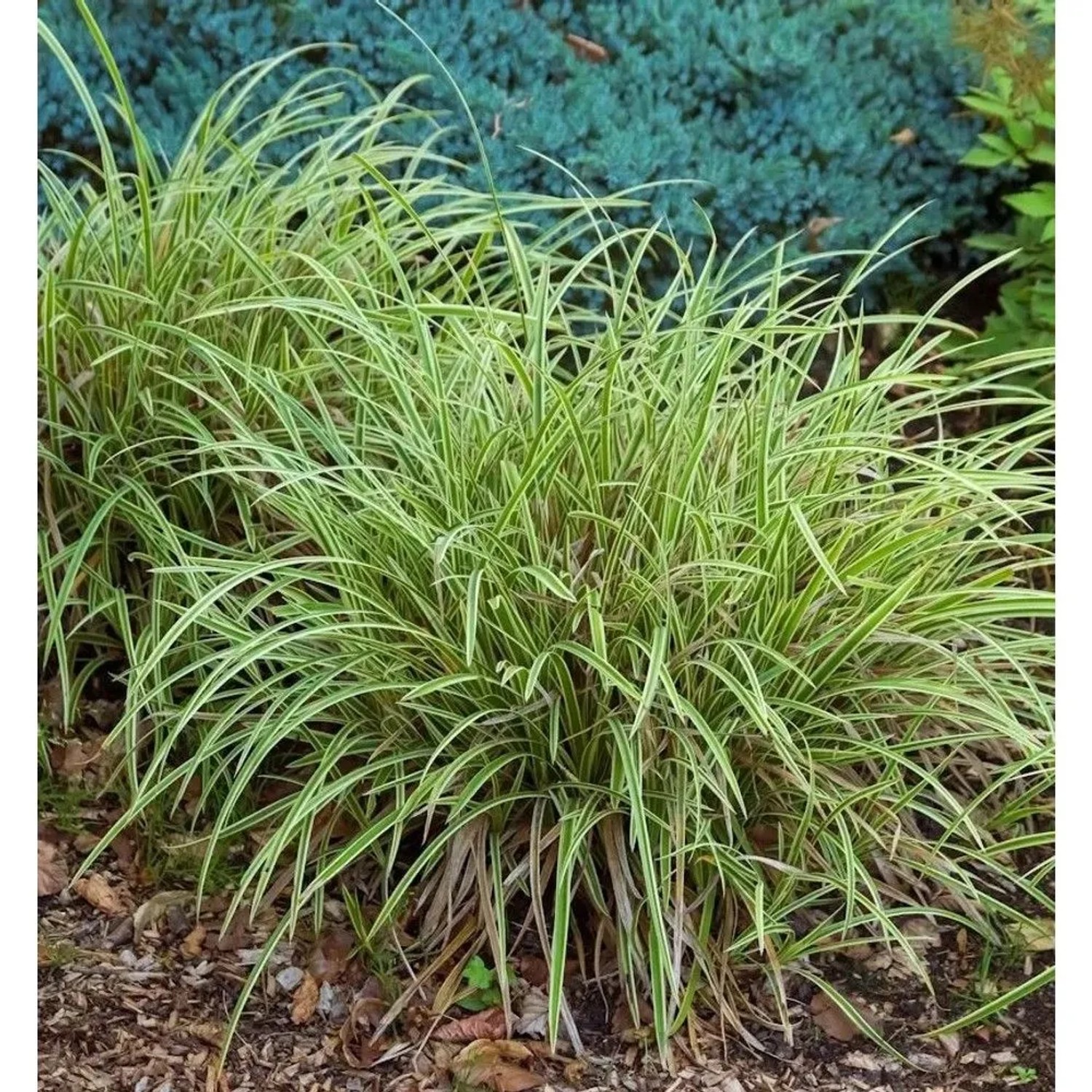 Oshima Segge Everillo - Carex oshimensis