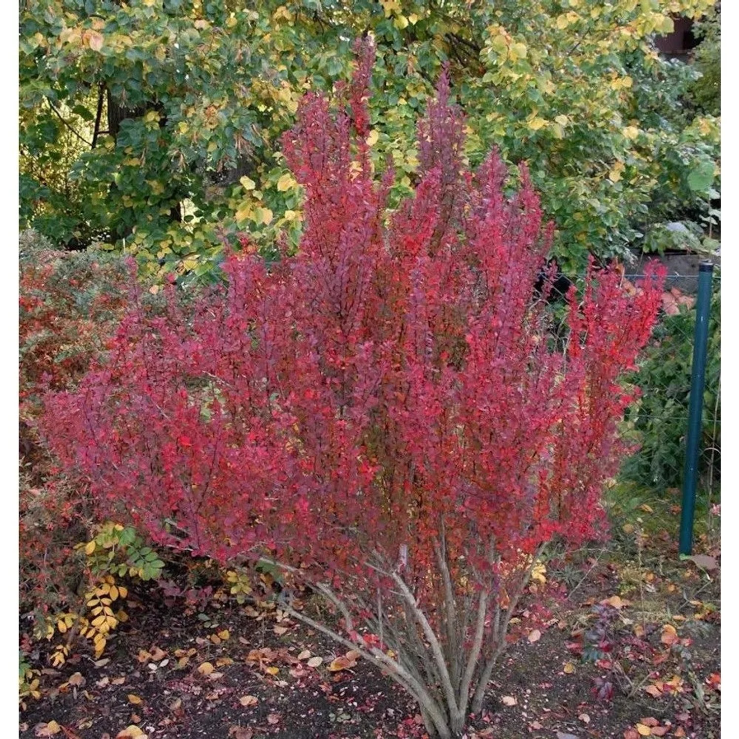 Säulen Berberitze Red Pillar 30-40cm - Berberis thunbergii