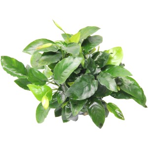 Dennerle Aquariumpflanze Anubias Nana Bigfoot mit grünen Blättern und Blüten.