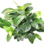Dennerle Aquariumpflanze Anubias Nana Bigfoot mit grünen Blättern und Blüten.
