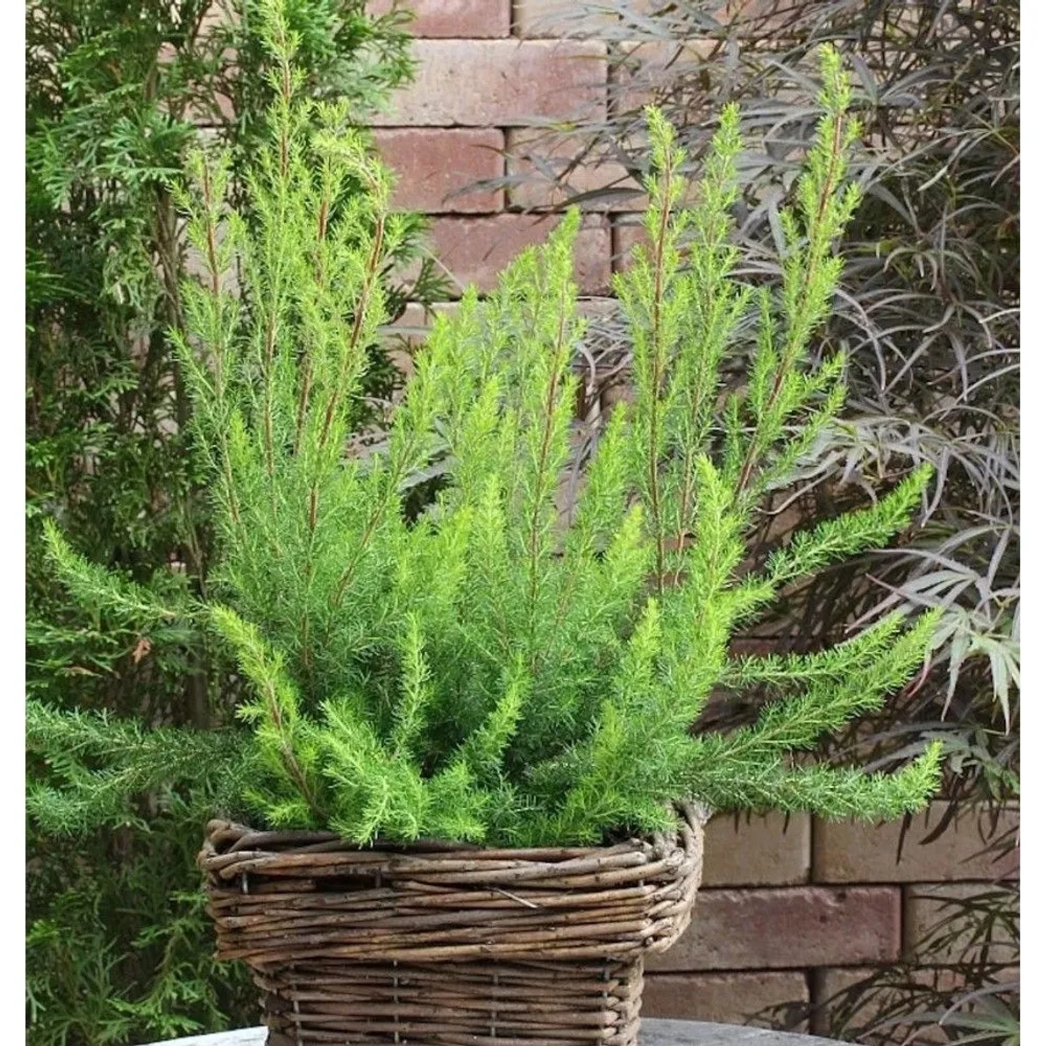 Image of 10x Baumheide Alpina - Erica arborea