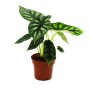 Exotenherz Alocasia 'Dragon Scale' im 12cm Topf. Tropenwurz mit markanten, dunkelgrünen Blättern.