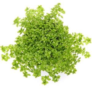 Dennerle Aquariumpflanze Hemianthus Glomeratus, hellgrüne Wasserpflanze für den Mittelgrund.