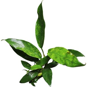 Stoffels Aquariumpflanze Anubias barteri Variegata mit grün-weißen Blättern.