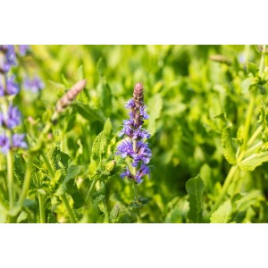 Blühender Steppen-Salbei 'Blauhügel' im Topf, intensive blaue Blüten und grüne Blätter.