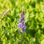 Blühender Steppen-Salbei 'Blauhügel' im Topf, intensive blaue Blüten und grüne Blätter.