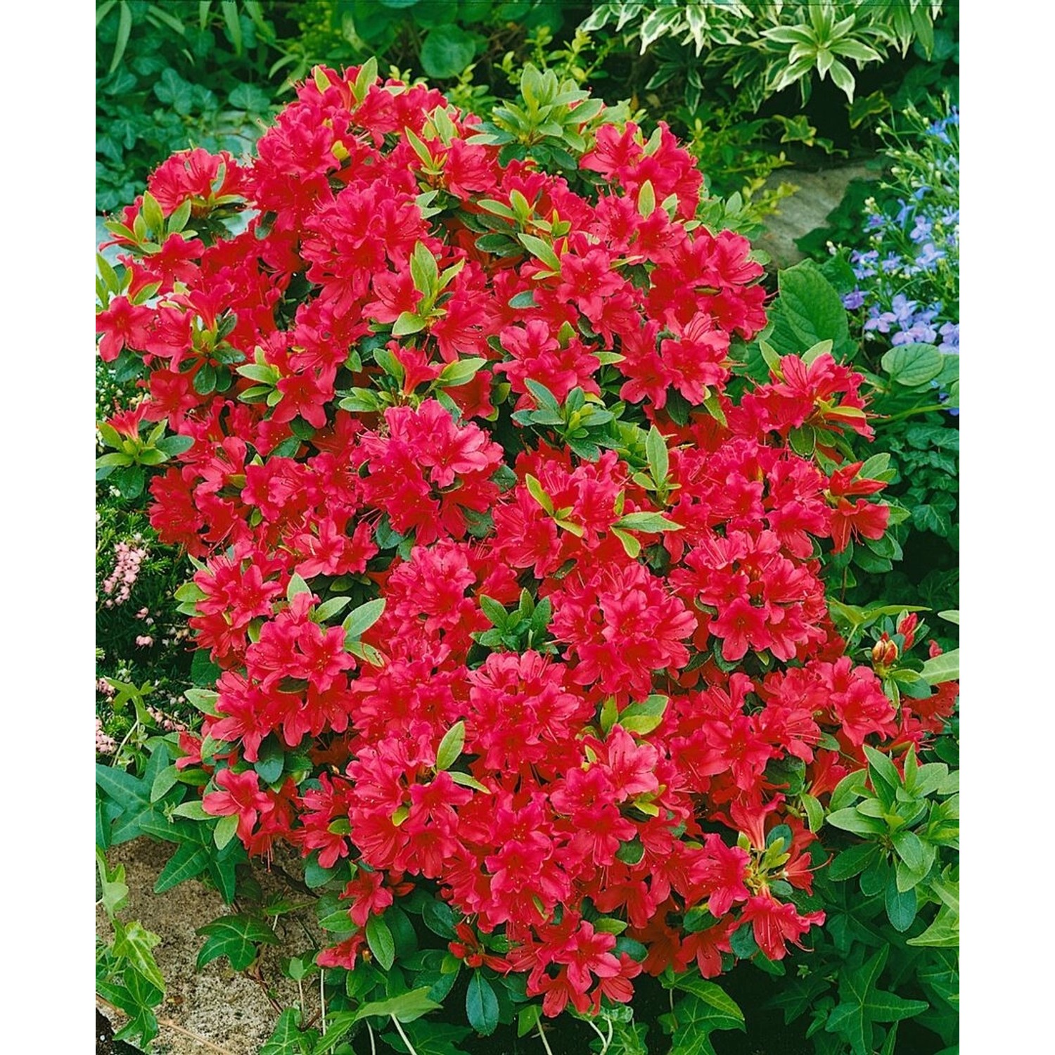 Rhododendron Obtusum Geisha Red Azalee Leuchtend Rot 20–25 cm günstig online kaufen