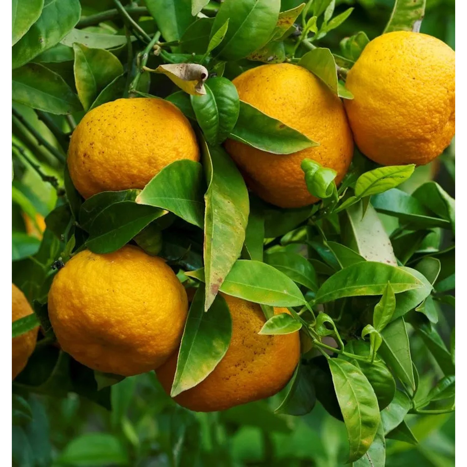 Bitterorange - Pomeranze 30-40cm - Citrus aurantium günstig online kaufen