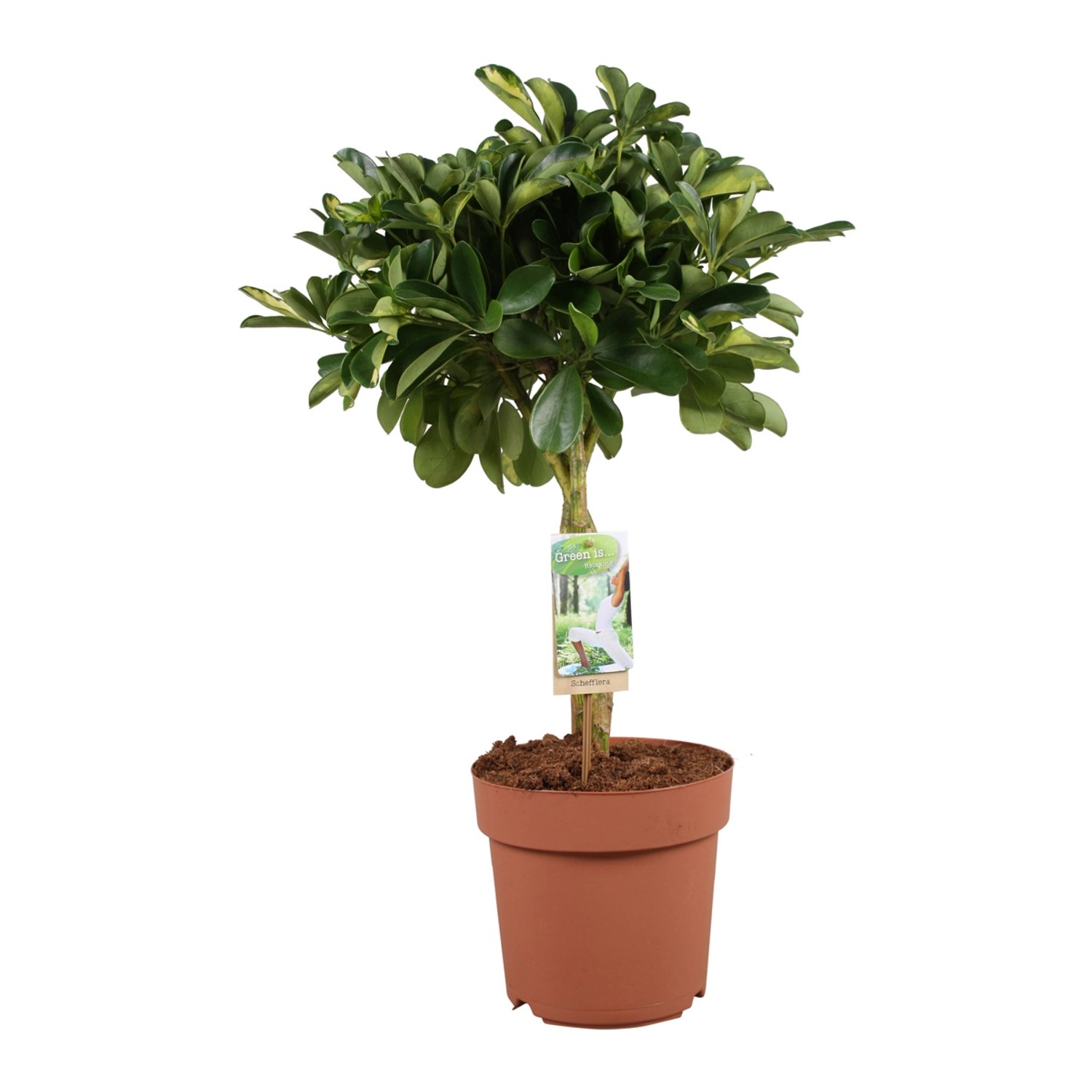 Strahlenaralie "Gold Capella" Höhe 7090 cm TopfØ 21 cm Schefflera