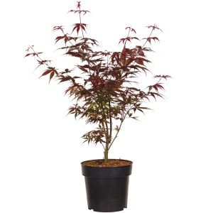 Japanischer Fächerahorn 'Skeeters Broom' im Topf, ca. 40-60cm hoch, mit rotem Laub.