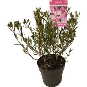 Zwerg-Lorbeer Rosa/Rot im Topf, ca. 15 cm Ø. Kalmia polifolia Strauch mit grünen Blättern.