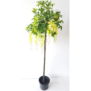 Goldregen-Stämmchen Laburnum Watereri Vossii, ca. 180cm hoch, mit gelben Blüten im Topf.