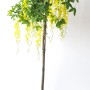 Goldregen-Stämmchen Laburnum Watereri Vossii, ca. 180cm hoch, mit gelben Blüten im Topf.