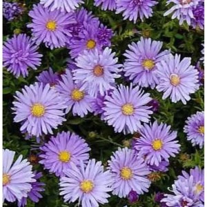 Nahaufnahme von lila Kissenastern (Aster dumosus) mit gelben Blütenkörben.