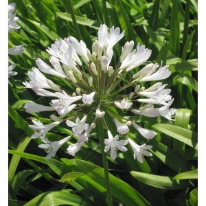 Nahaufnahme der weißen Blüte der Schmucklilie (Agapanthus africanus) im Garten.